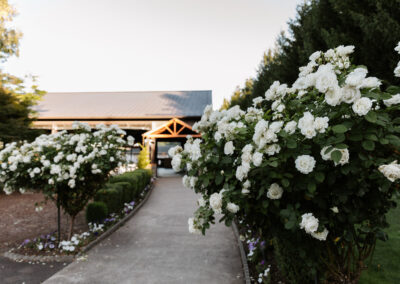 A garden of white flowers