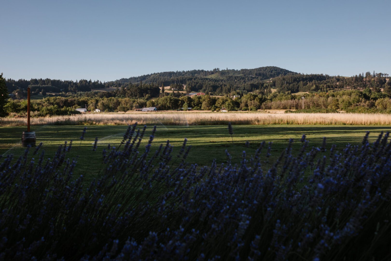 A field of lavender with mountains in the background.