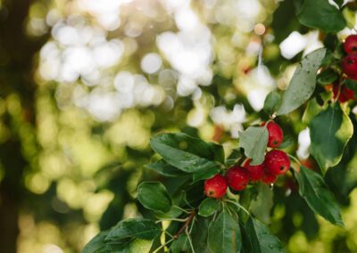 Fruits on trees