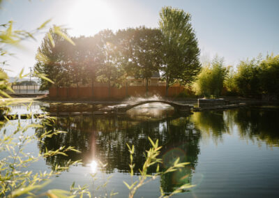 Sunlight over a pond